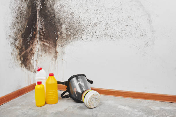 Best Mold Damage Repair  in Litchfield Beach, SC