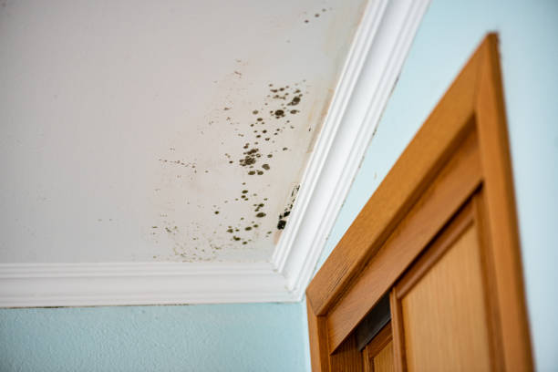 Best Office Mold Removal Services  in Litchfield Beach, SC